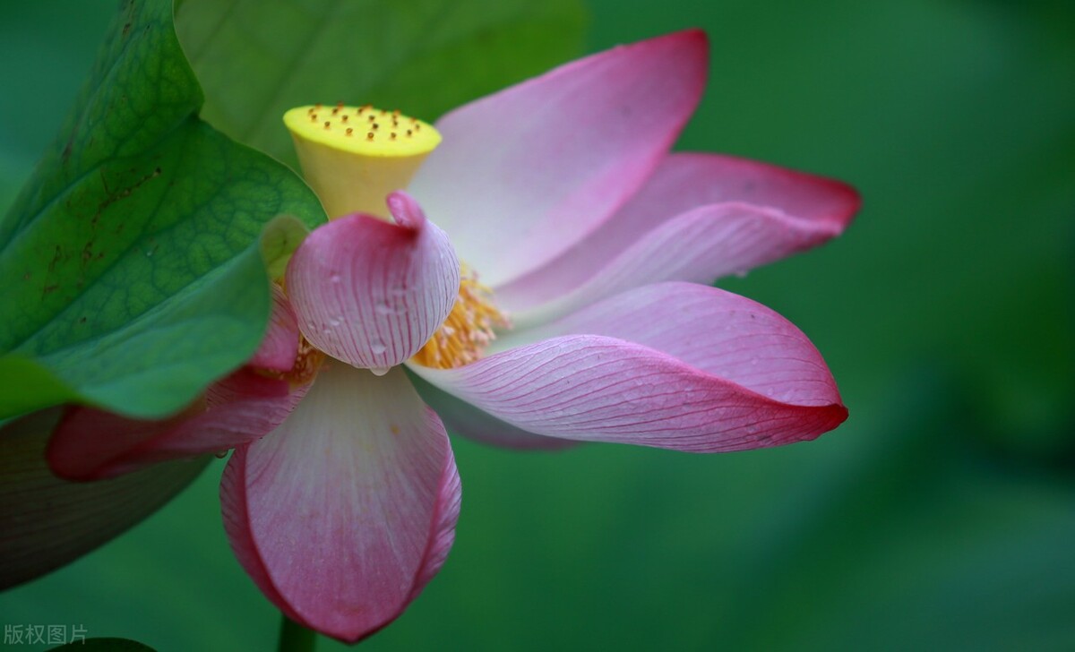 清都的原创诗词，4年作品合集，用文字记录生活