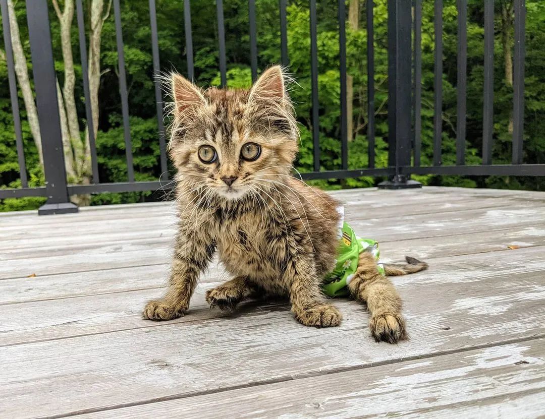 瘫痪猫咪被救治,被救助的瘫痪猫