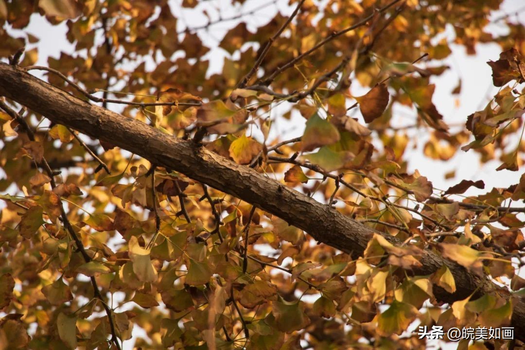 安徽大学好看的风景,高校最美秋景