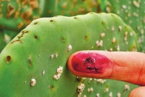 口红里亮晶晶的东西对人体有害吗,口红对身体有危害吗