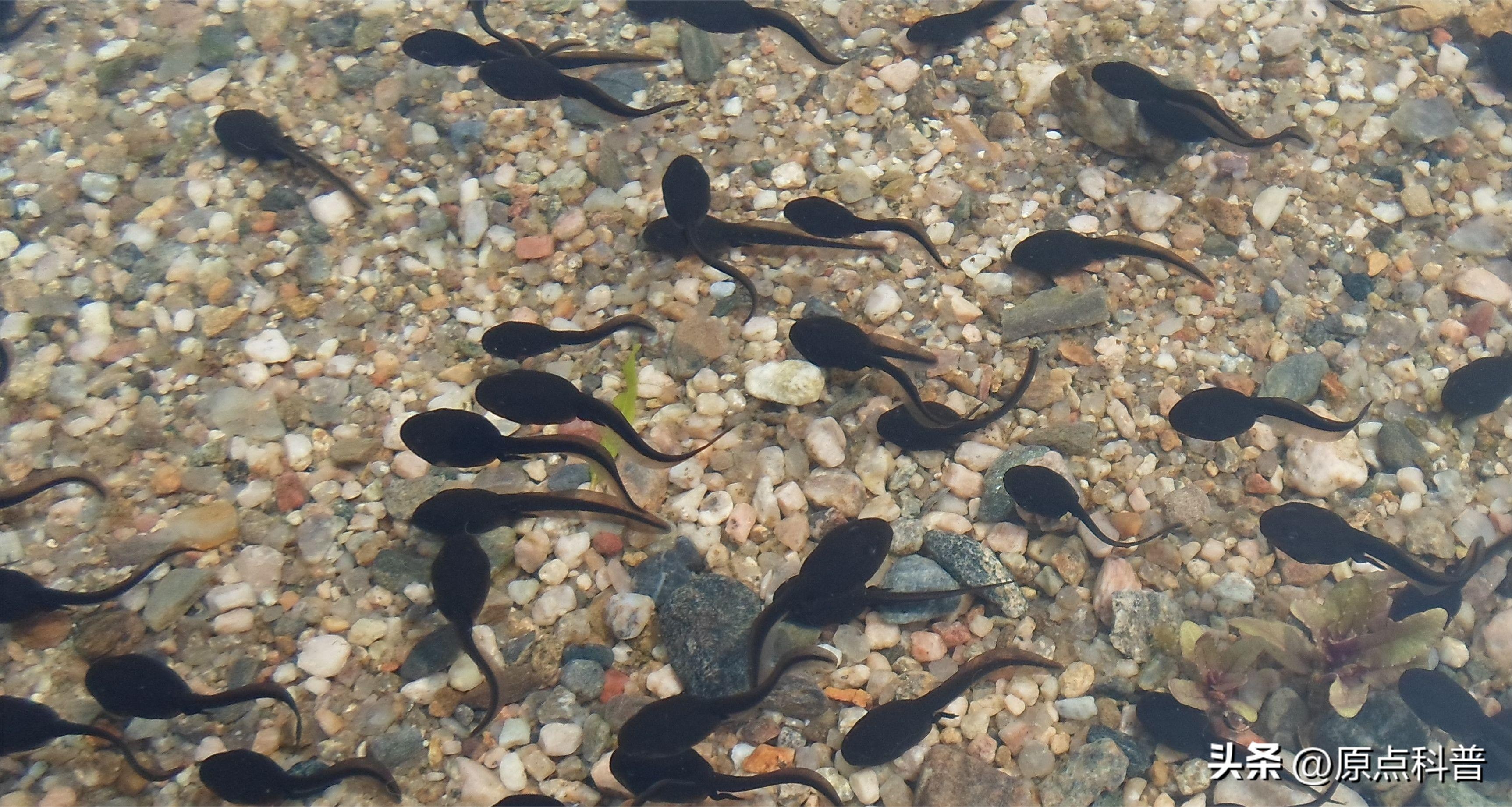 盘点广西十大奇葩美食狗肉,广西特色美食全是经典快来看看吧