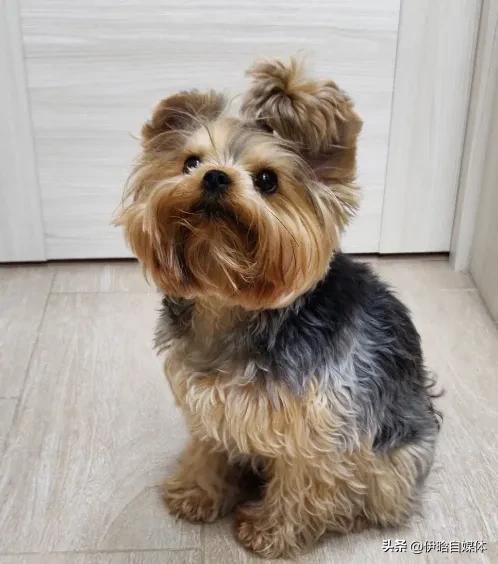 小狗心肺复苏,给小狗做心肺复苏是按压哪里