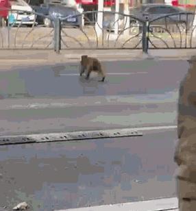 无锡人注意了,猴王出逃