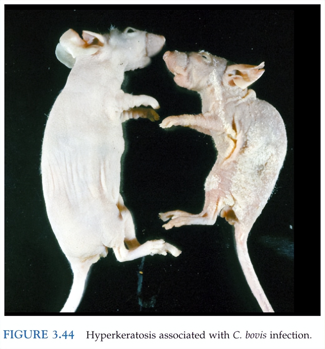 小鼠急救方法,小鼠突然没有活力怎么办