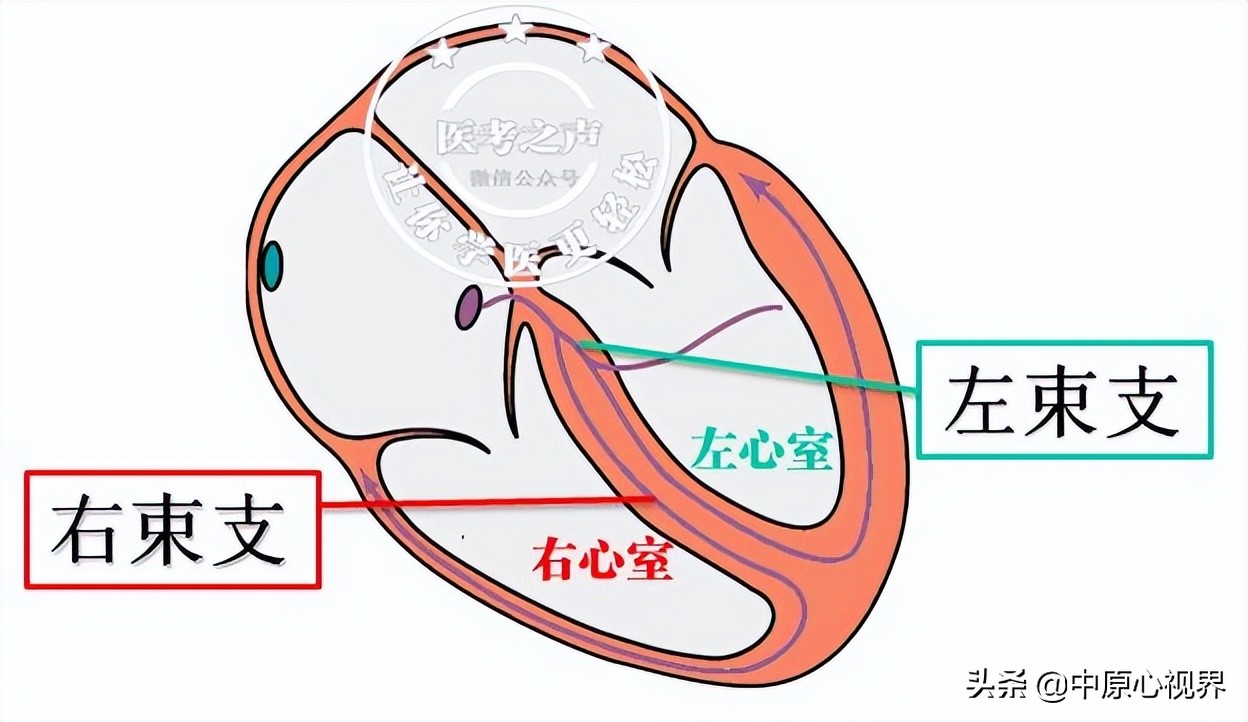 护考几种常见的心电图,常见的心电图图形分析