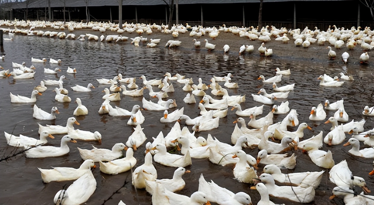 鸭子拉白粪的原因及解决办法,鸭子拉白尿怎么治疗