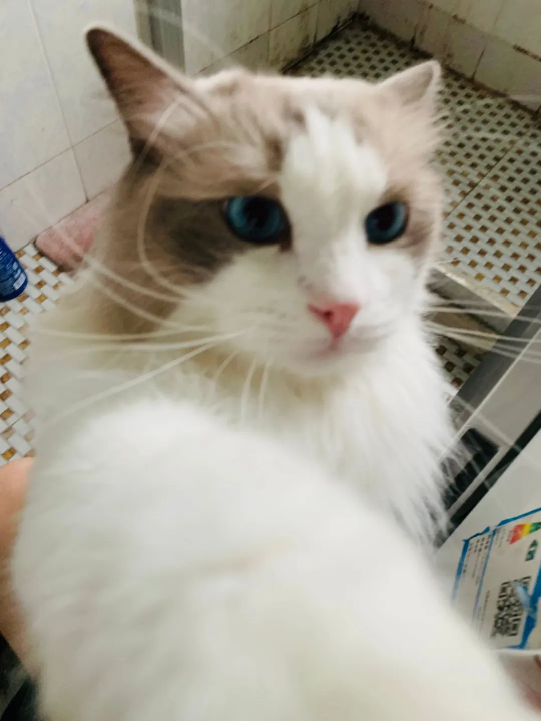 汤圆布偶猫,最好看的布偶猫汤圆