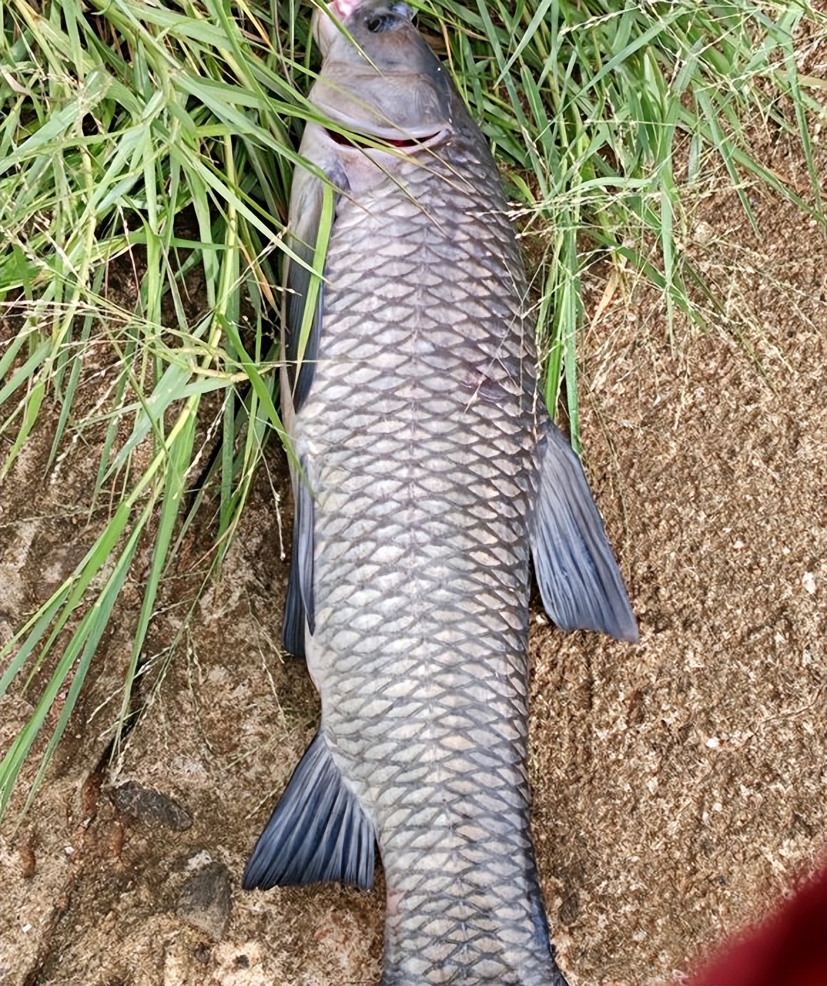 窝里有鱼就是不吃钩,鱼在窝里吐泡不吃钩是什么原因