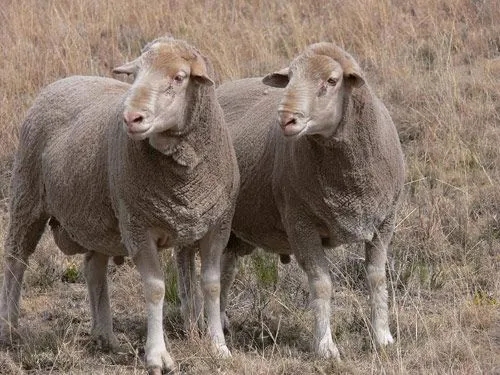 索科罗岛美利奴羊羔的形态描述和体重预测