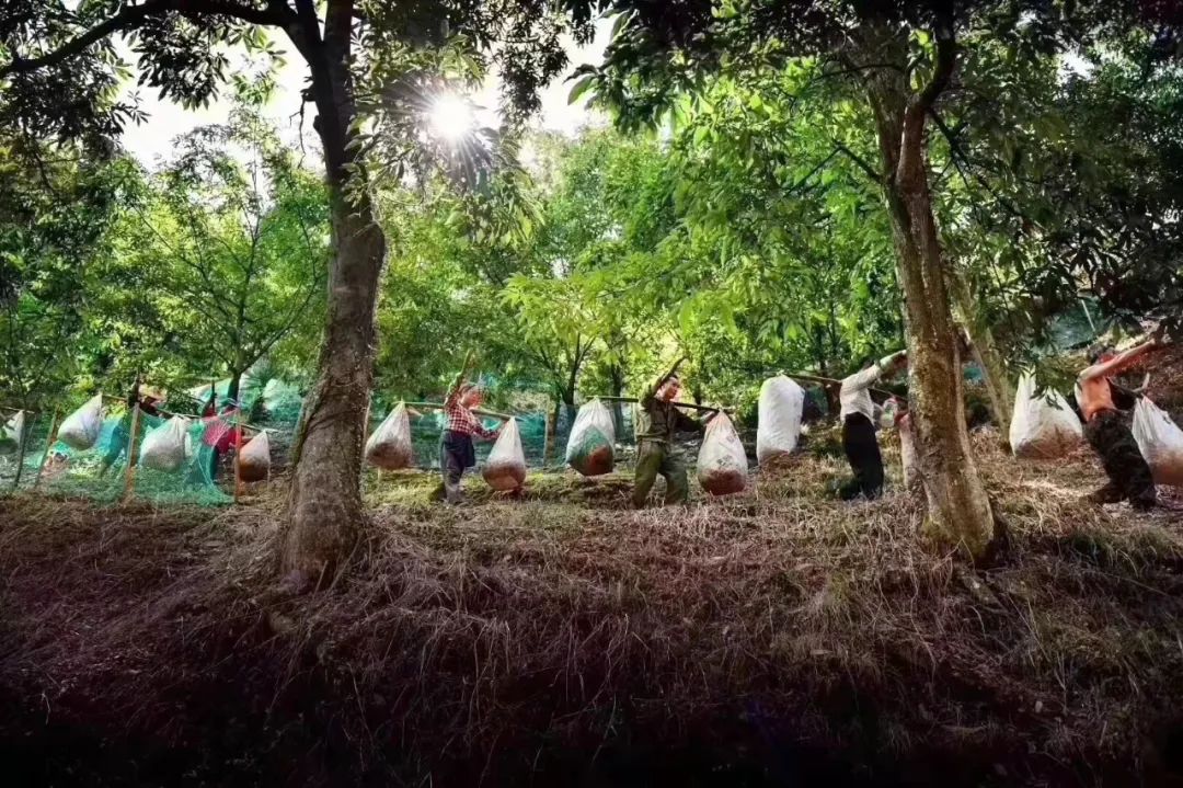 从民宿到整村运营,从民宿到民宿集群