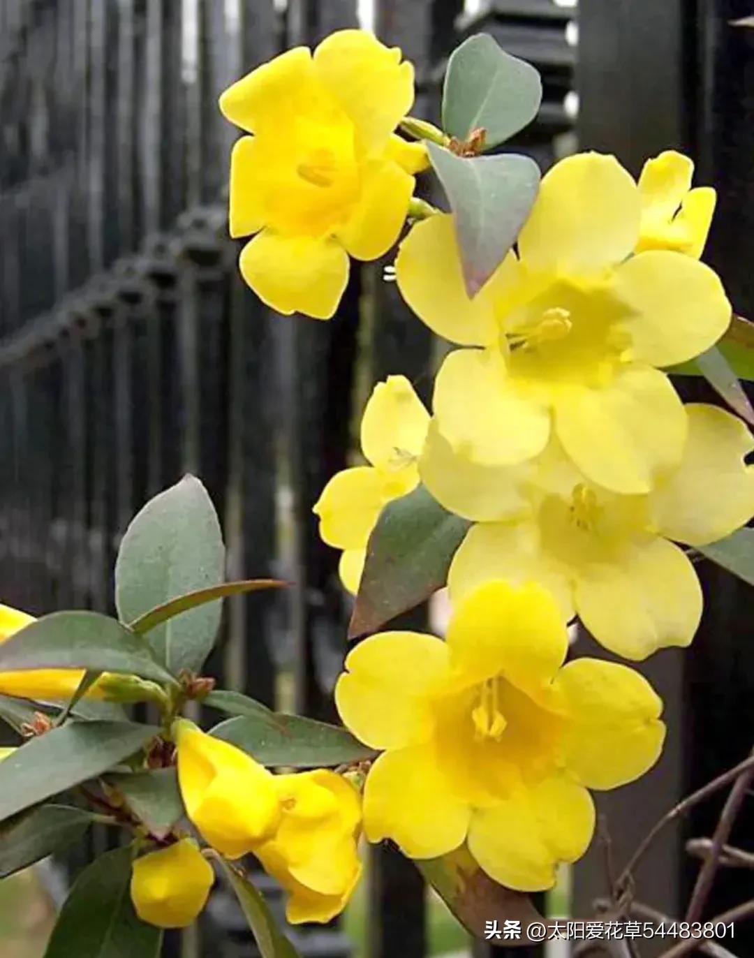 十八种不宜养在家里的毒花,家里养毒花的禁忌