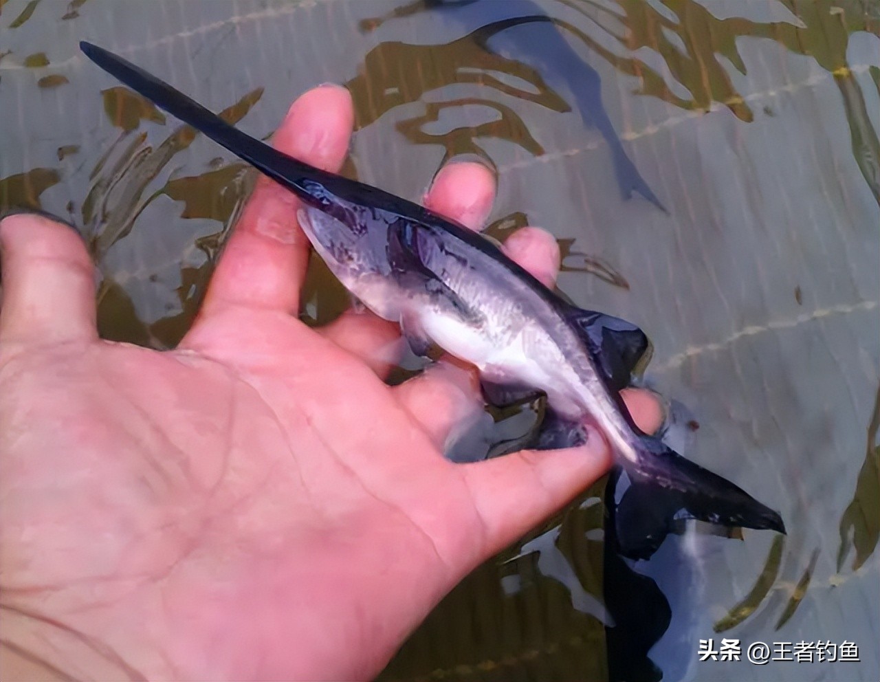 外来物种入侵鸭嘴,鸭嘴兽物种入侵