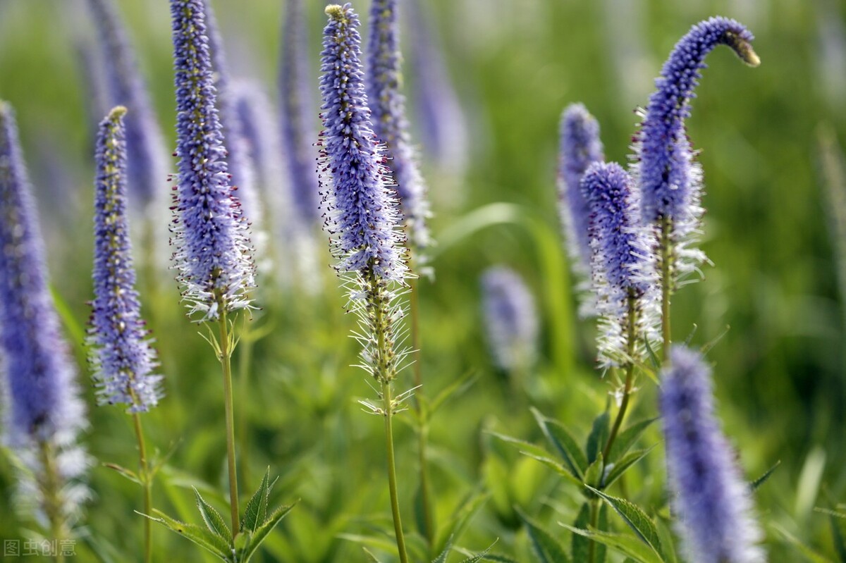 被遗忘的小情书,被遗忘的情书