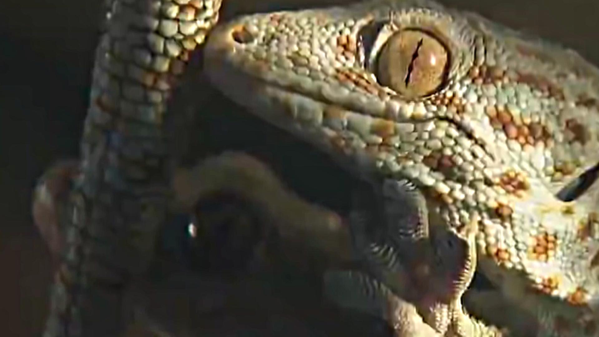 五毒中的壁虎是哪种壁虎,壁虎图片为什么壁虎是五毒之一