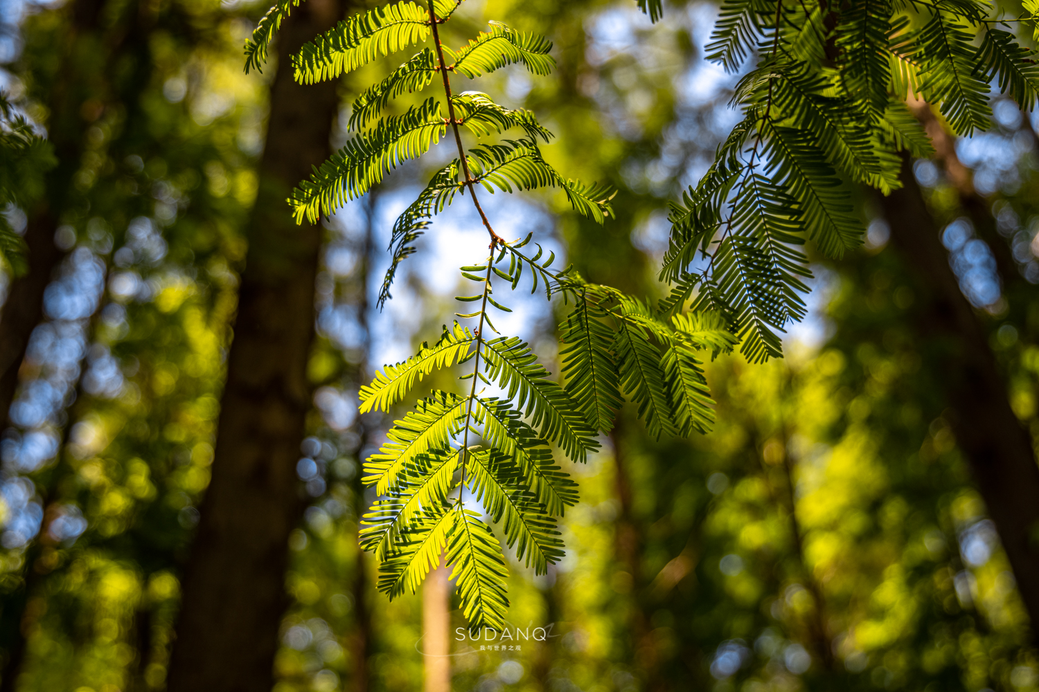 苏州吴江区六大名镇,苏州吴江最有发展区是哪里