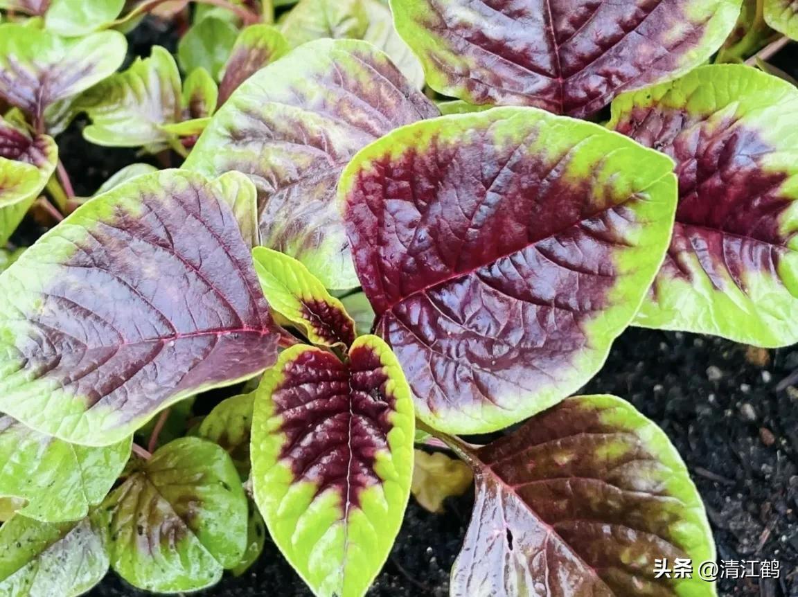 苋菜容易坏吗,苋菜为什么坏了有虫子