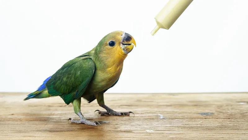 什么宠物对纯素食者最好,好养且可以食用的宠物有哪些