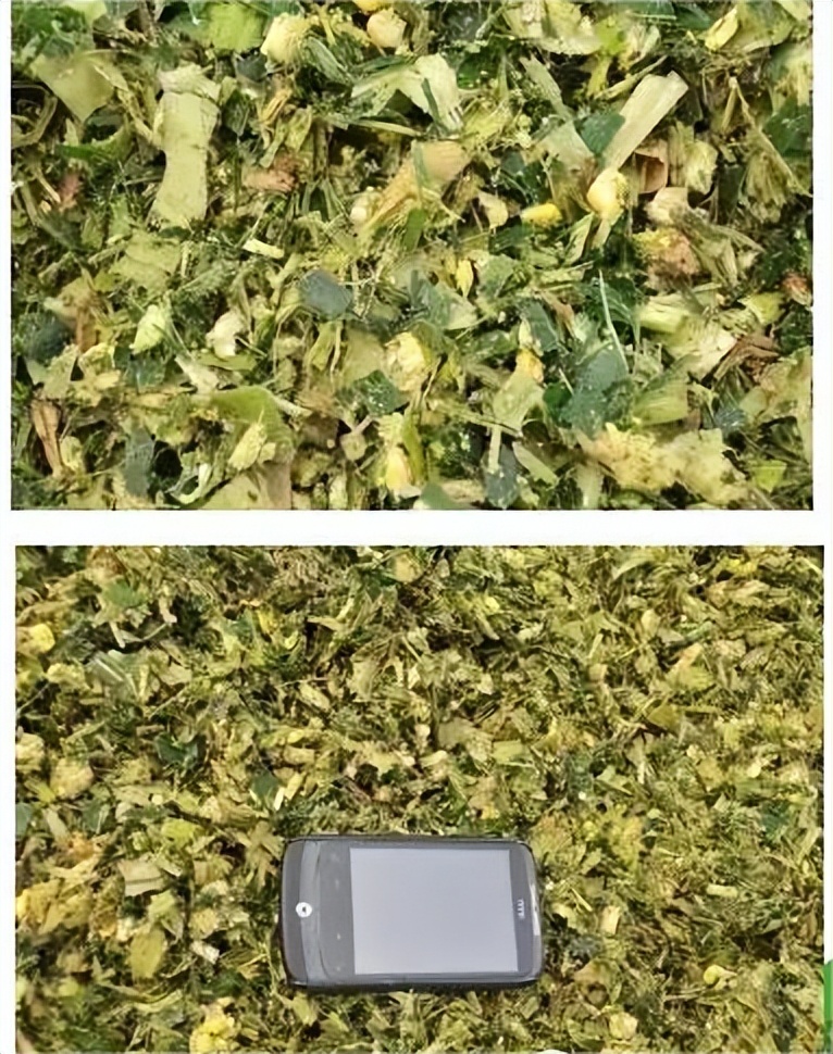 全株青贮和青贮哪个更划算,全株青贮行距