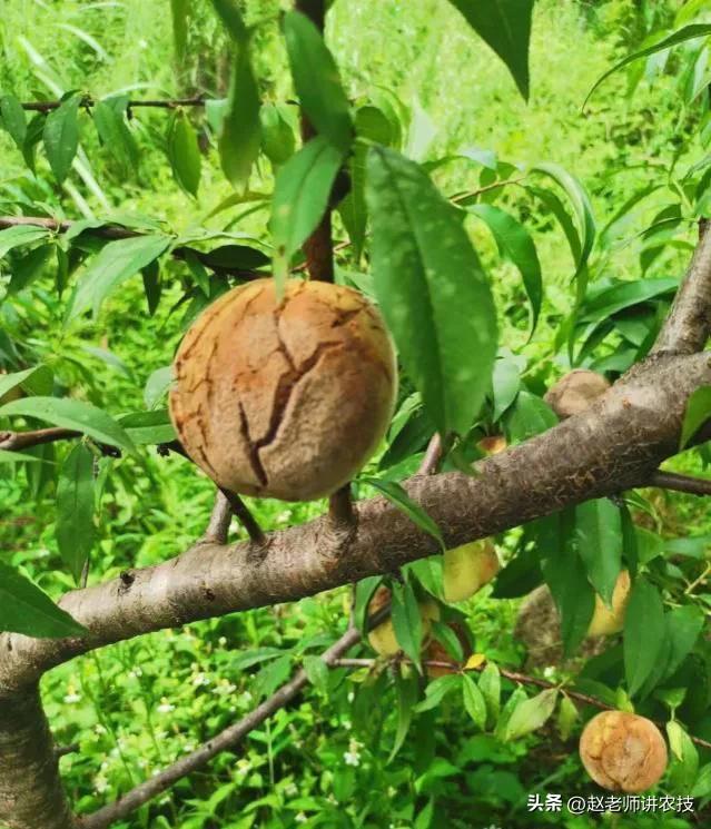 桃子成熟前病害防治,桃子熟了半边腐烂是什么原因