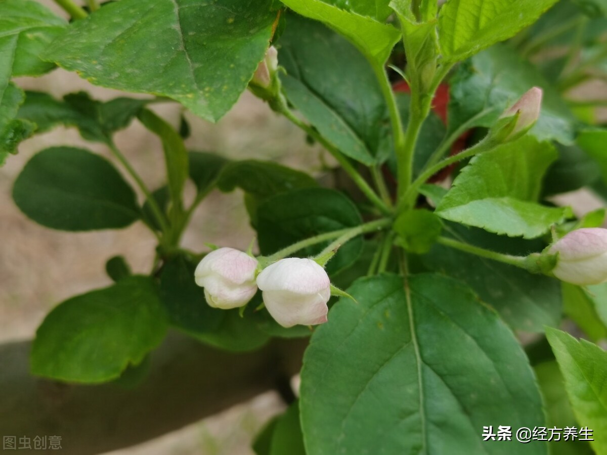 急则治其标缓则治其本出处,急则治其表缓则治其本