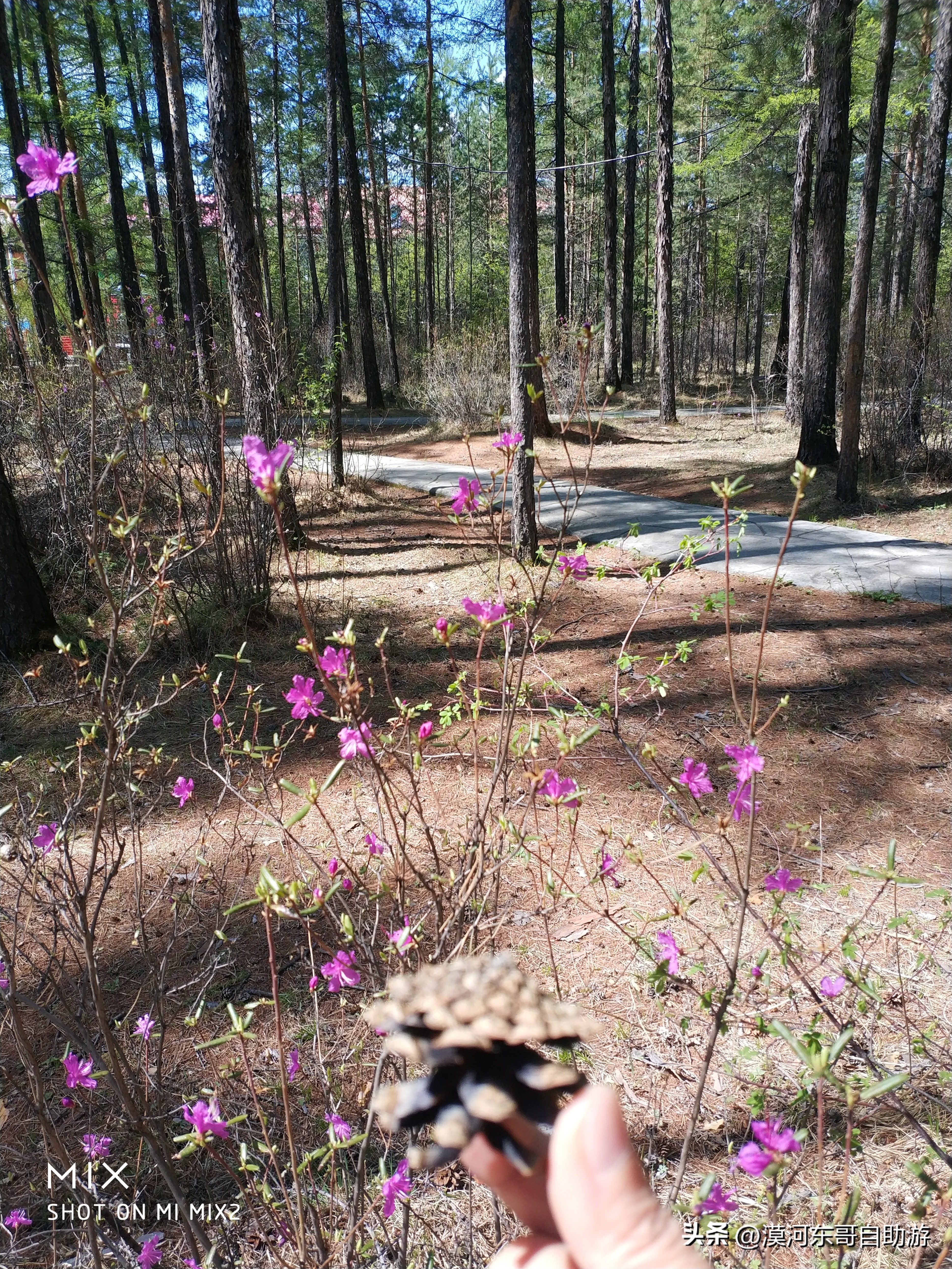 带你去看杜鹃花完整版,漠河旅游攻略一览表