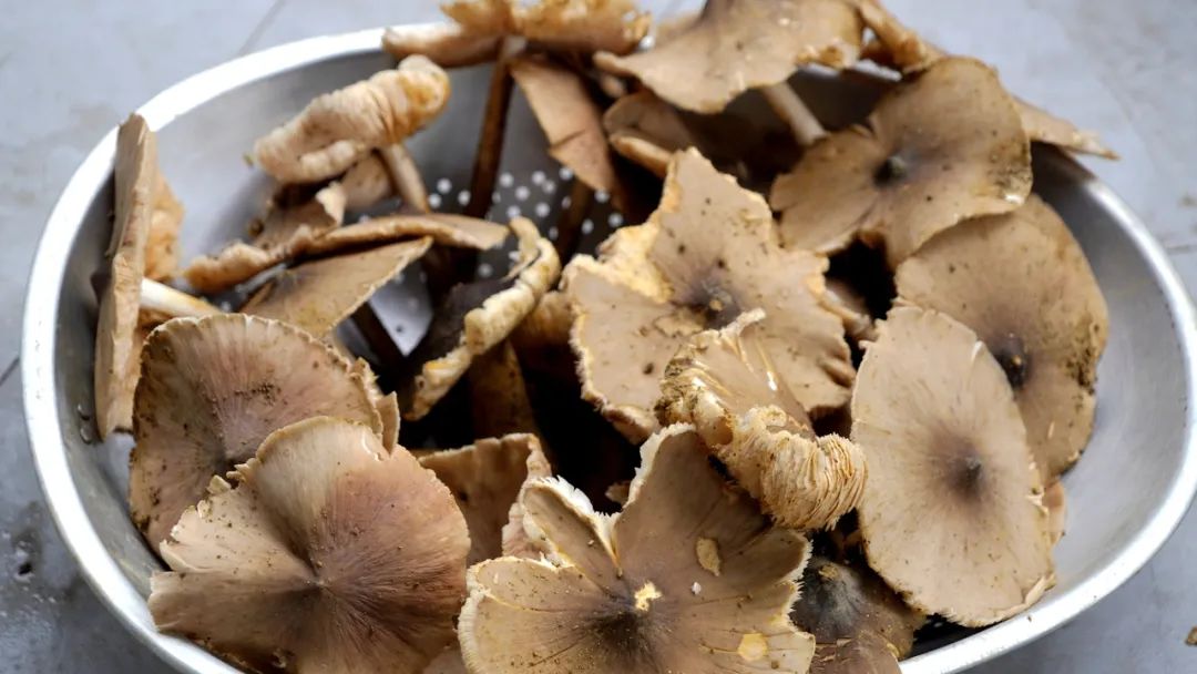 野生菌虽美味尝鲜需谨慎,绿春人