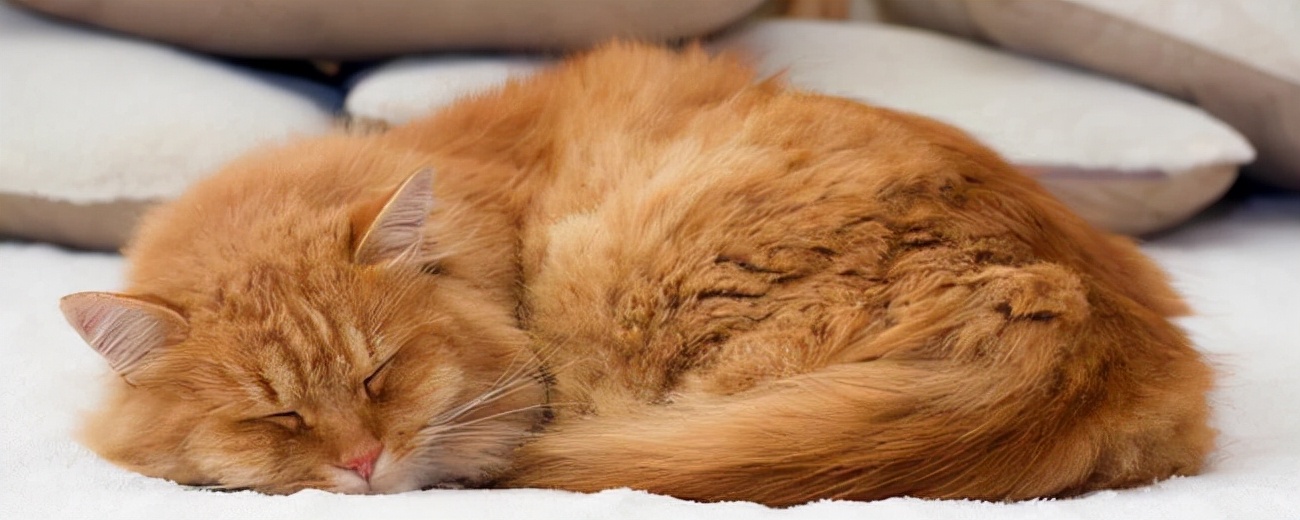 刚出生的猫咪假死和真死的区别,猫咪刚出生为什么会很凶