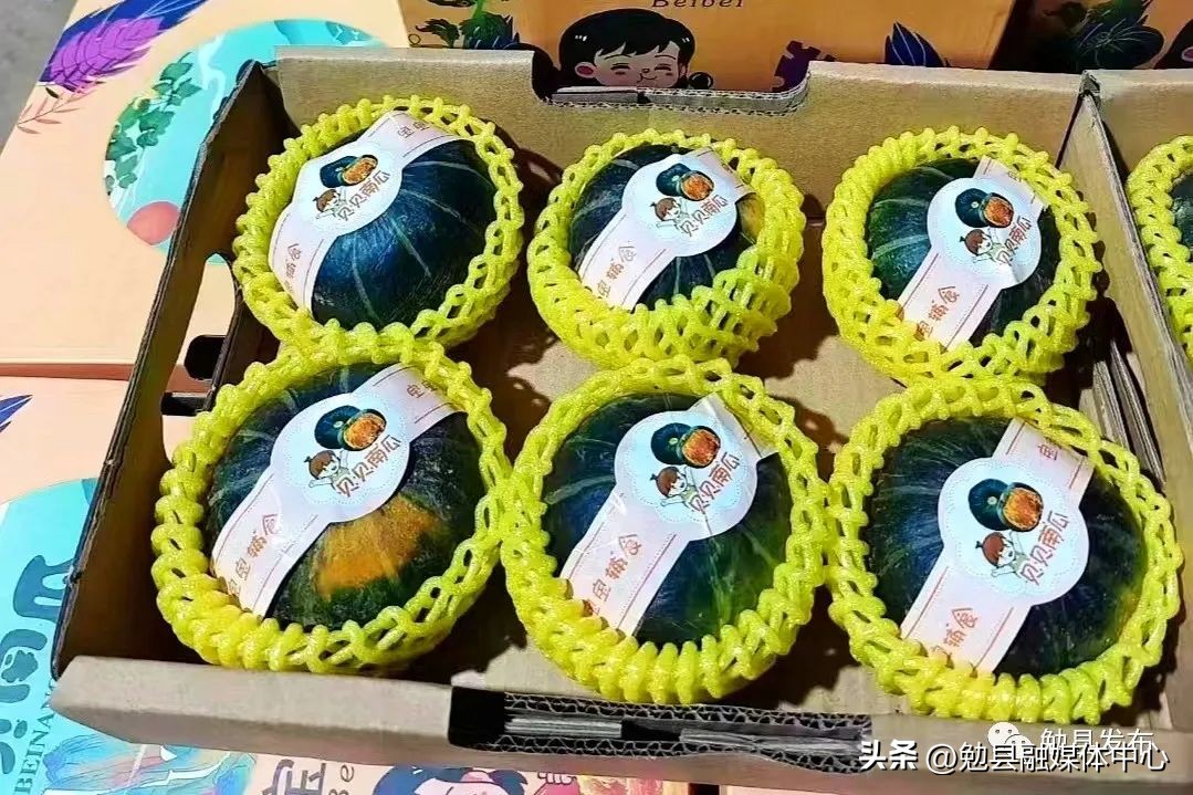 贝贝瓜成了乡亲致富宝,贝贝小南瓜湖北能种吗