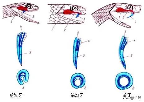 蛇为什么吃黄鳝那么难,为什么说蛇吃黄鳝是在找死