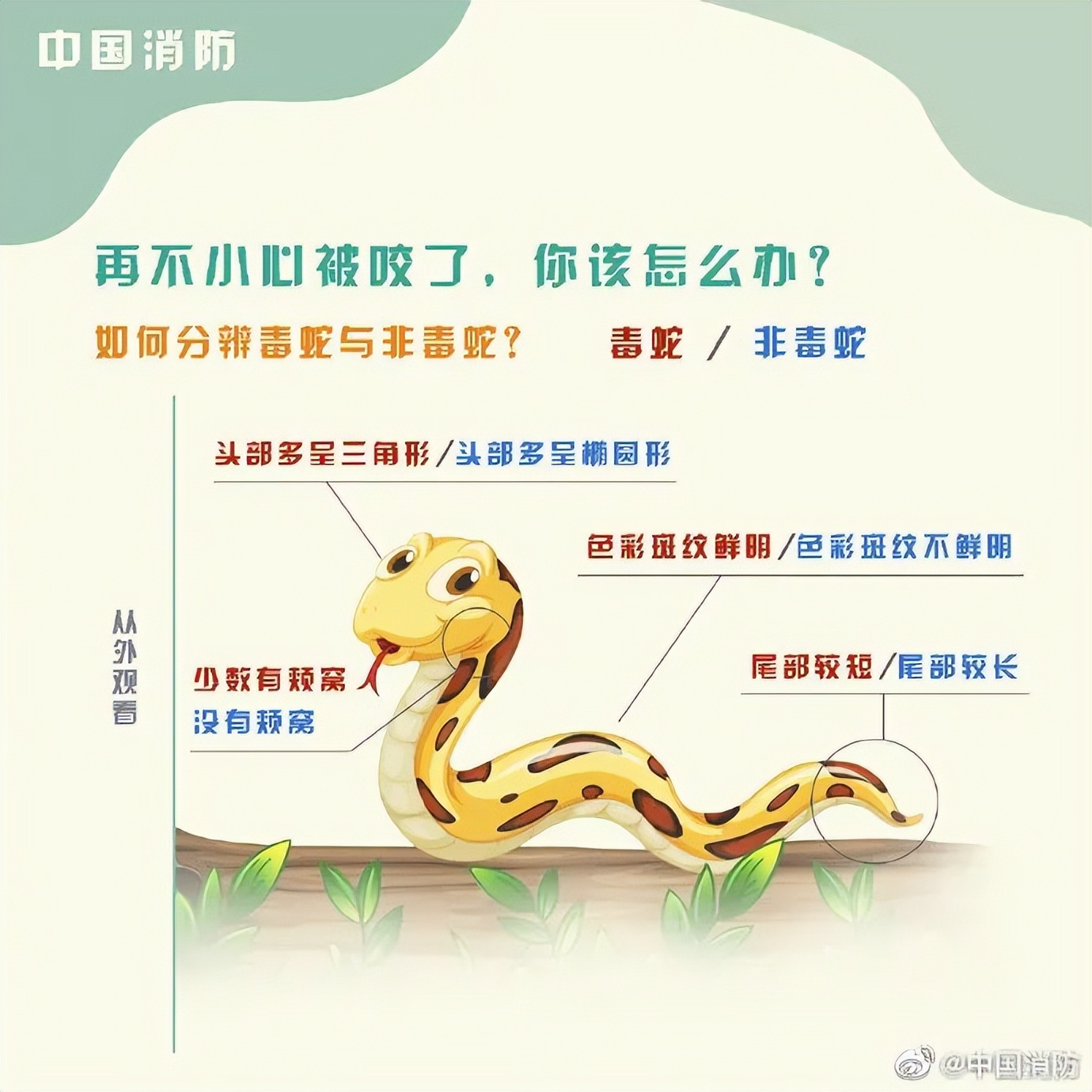 男子在床上被蛇吓视频,男子睡觉被蛇围脚