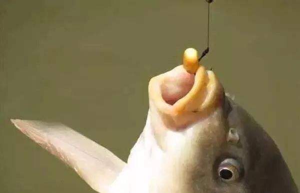 用玉米饵钓鲤鱼为什么容易跑鱼,玉米钓鲤鱼可以用跑铅吗