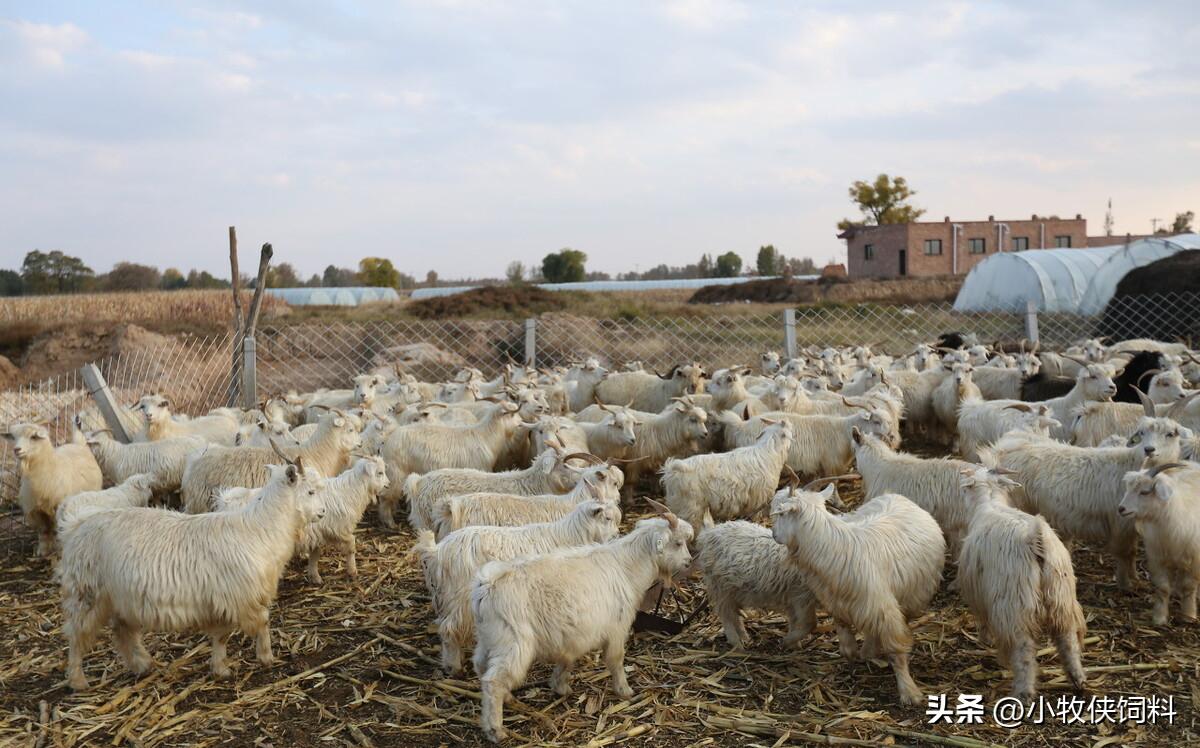 羊腐蹄病的治疗打什么针,羊腐蹄病怎么预防用什么中药好