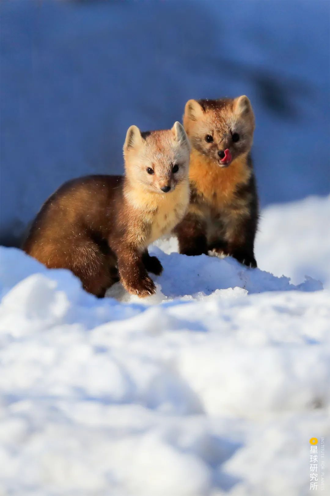 圣山龙脉,龙脉圣地黄帝陵