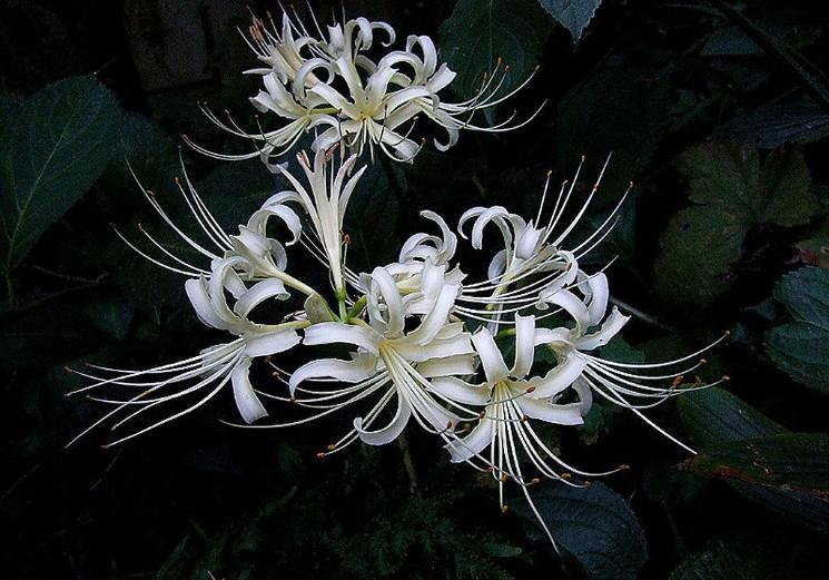 古诗经典爱情诗句精选100句,古诗100首唯美诗句