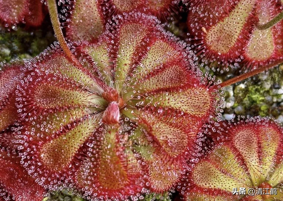 又好看又便宜的食虫植物,有什么推荐的食虫植物