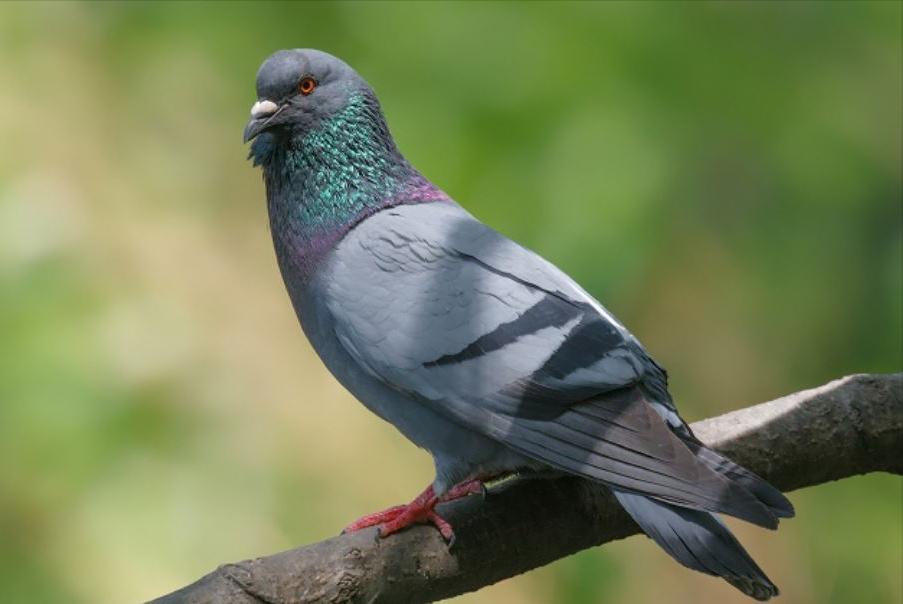 600只鸟图片,50张好看的鸟图片