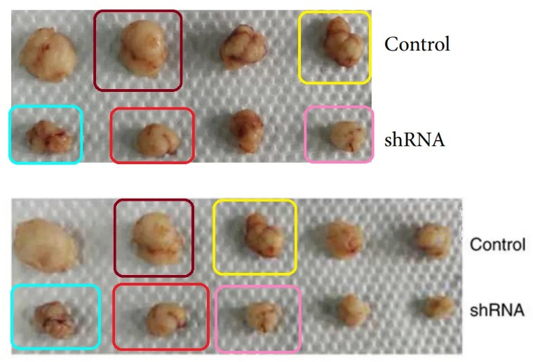 极大关注！天津医科大学第二医院发表的论文因明显图片重复被质疑