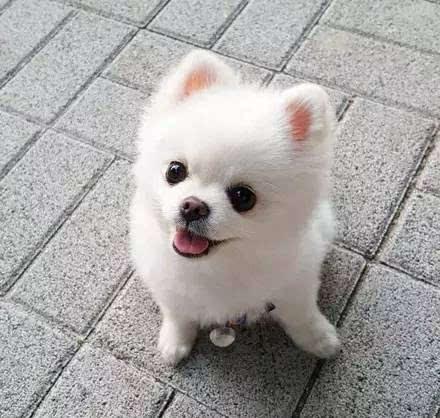 狗狗性格冷知识,有哪些有关狗狗的冷知识