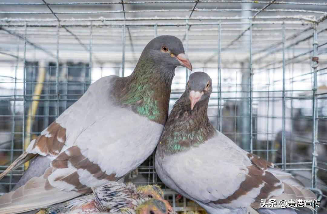广西贵港鸽王,贵港鸽王