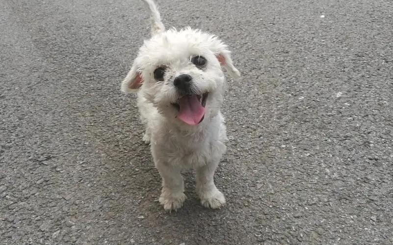 让比熊流浪等于让它“送死”，希望你别抛弃它