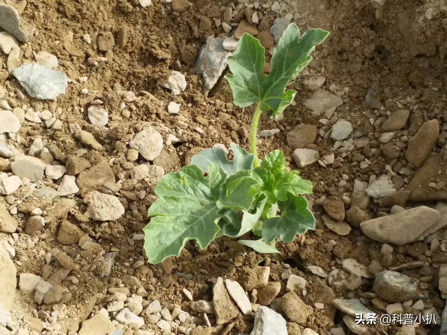 硒砂瓜种植现存问题,种植硒砂瓜的有利自然条件有哪些