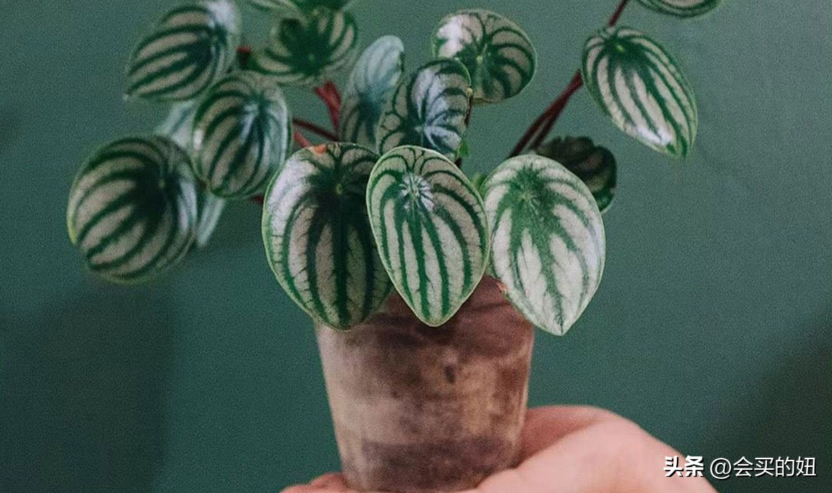 价格便宜且又有实用价值的绿植,家里值得买的绿植