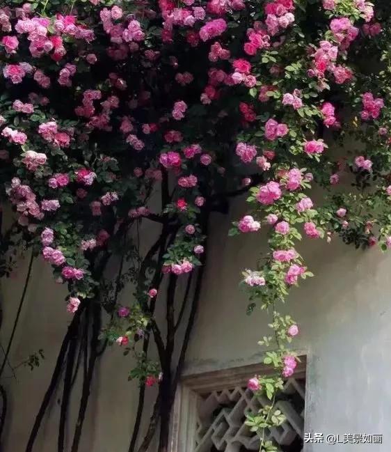 杂货店老板的祝福,棺材铺老板的祝福