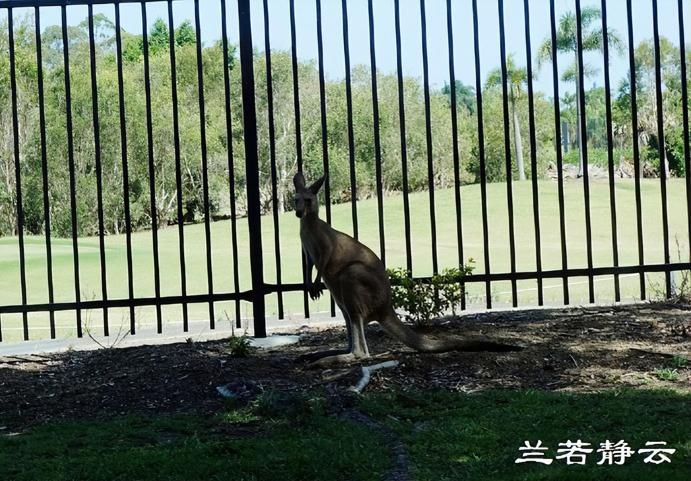 在“神仙湾”看澳洲人炫豪车，简直像车展