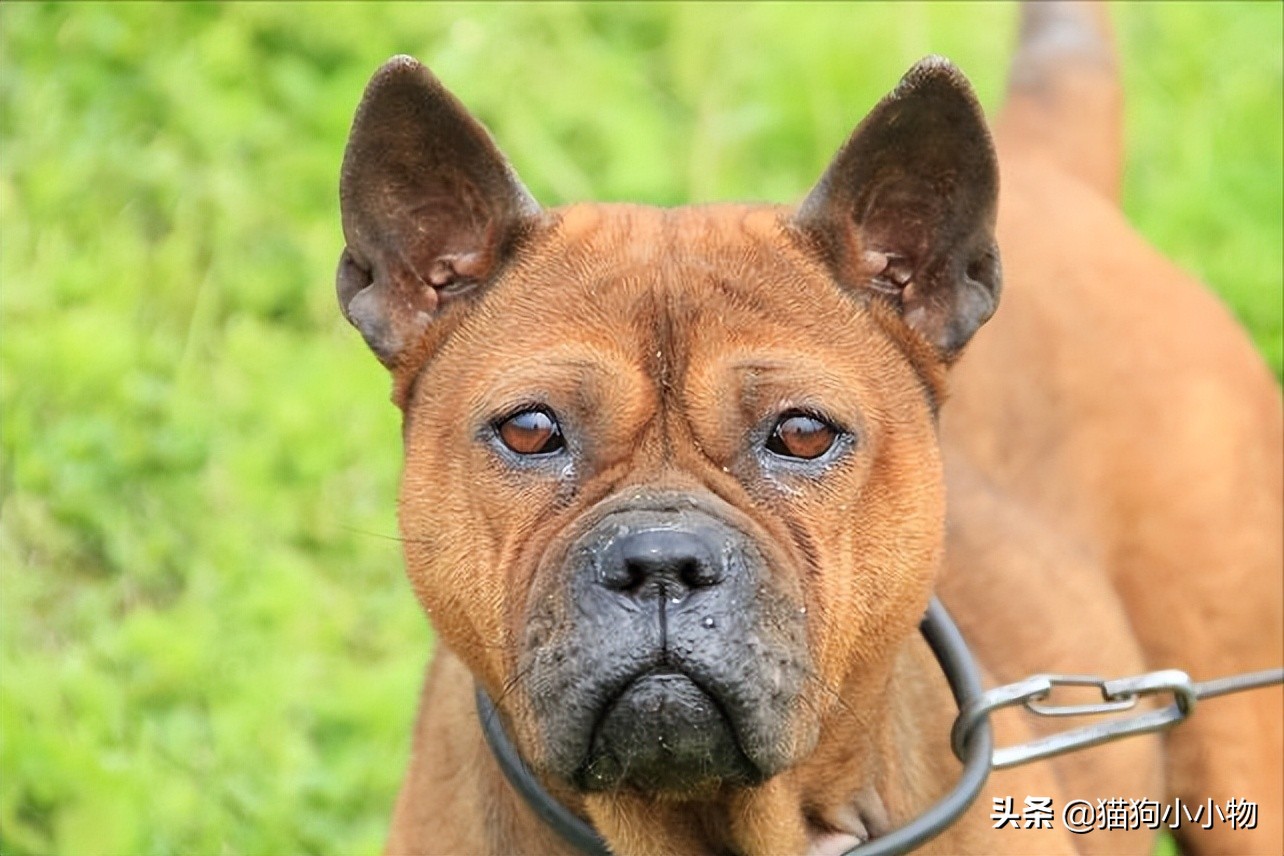 猎犬之王川东猎犬,川东猎犬中国猎犬排第一名的犬
