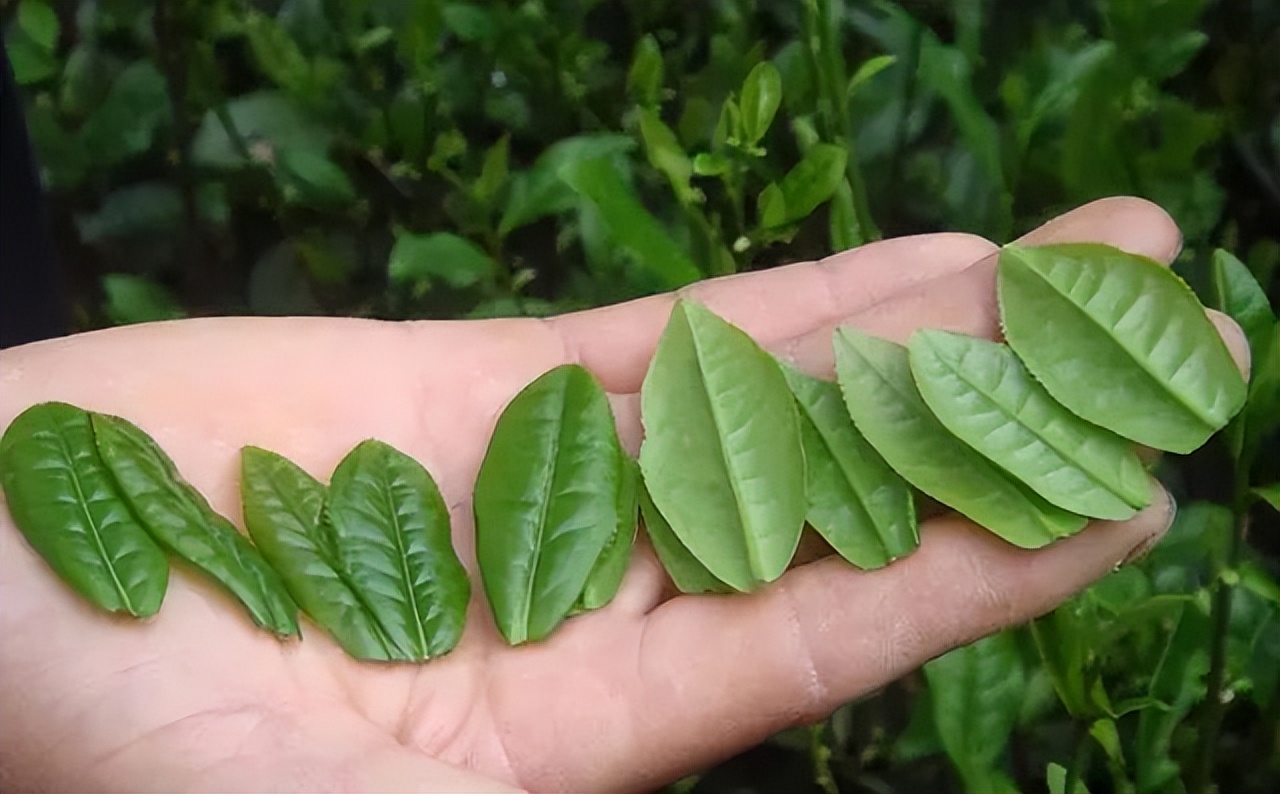 北纬三十度名茶名酒,北纬30度十大名茶