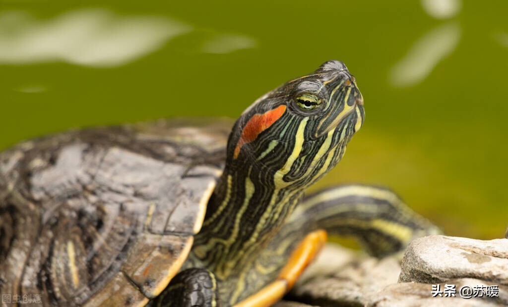 龟冬眠的正确方法图解,十种动物冬眠的方式视频