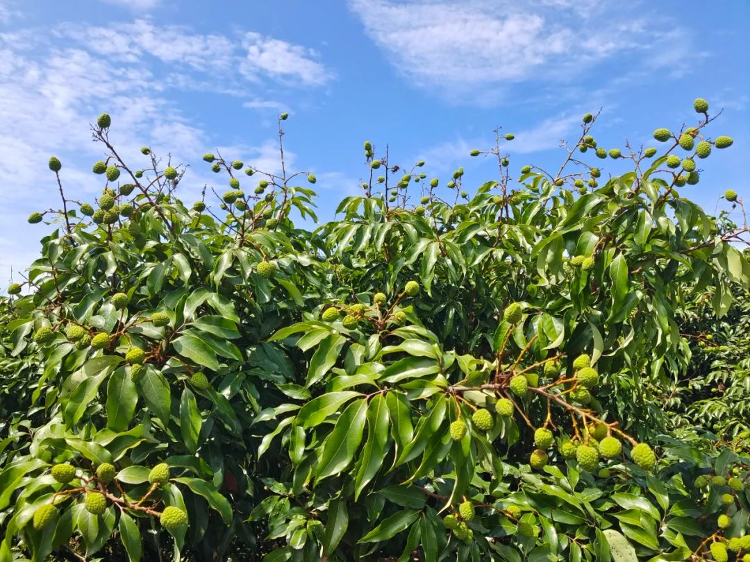 高州掀起“荔枝定制”新风尚