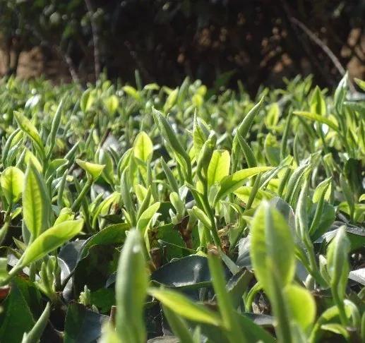 云南最好的10大茶,云南最好的十种茶