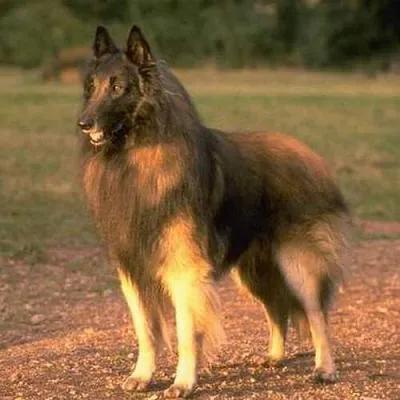 100多种名犬图片大全大图高清,100多种名犬图片大全大图